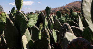 Olas de calor y sequía incrementan precio de nopal hasta en 50%