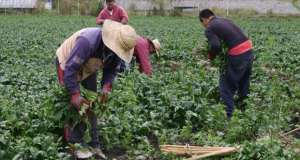 Más de 500 hectáreas de Tehuacán son cultivadas por empresarios chinos